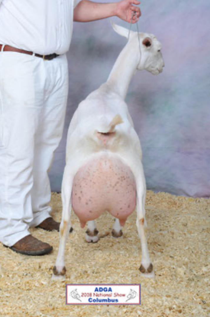 SGCH Spinning Spider El Heat Wave