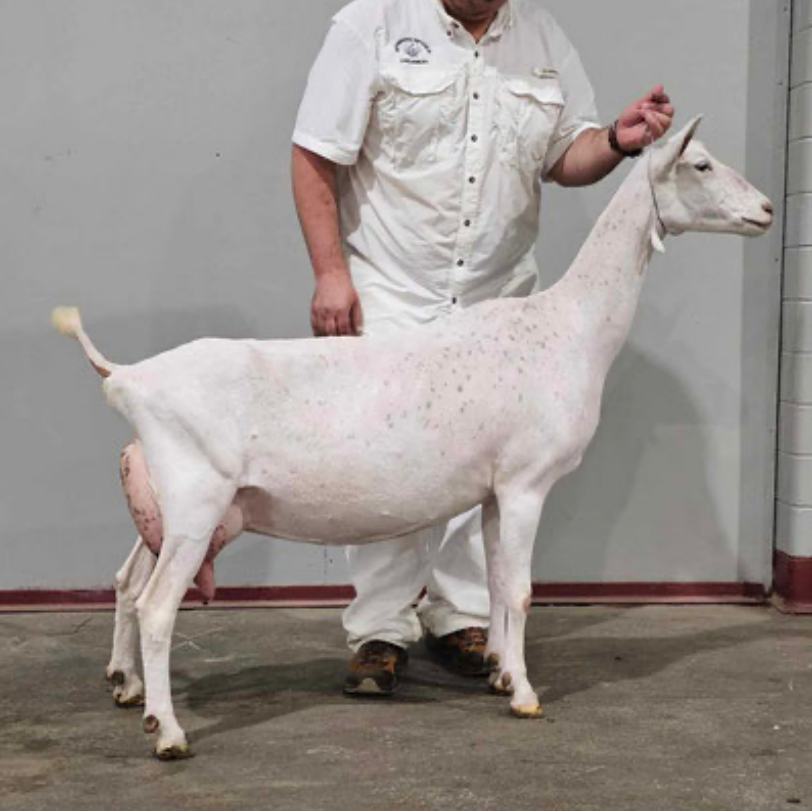 Spinning Spider EP Polly