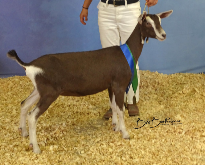 Purple Camas Farm Dairy Goats